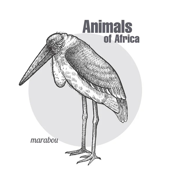 Ptak afrykański Marabou. — Wektor stockowy