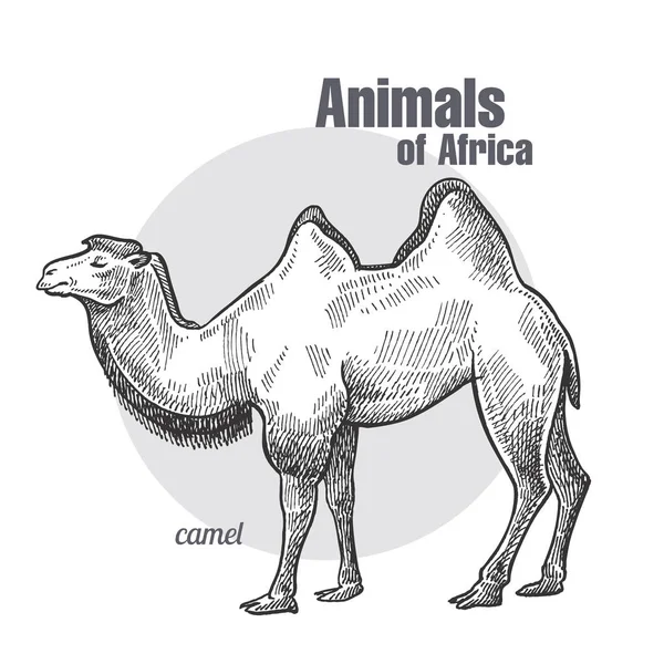 Dibujo Mano Camello Animals Africa Series Estilo Grabado Vintage Ilustración — Vector de stock