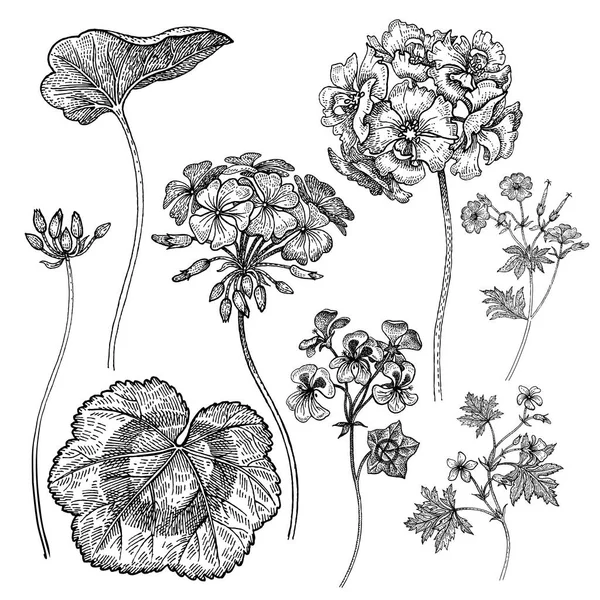 Du géranium. Fleurs et feuilles isolées sur fond blanc . — Image vectorielle
