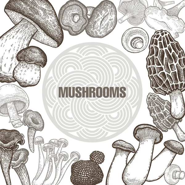 Vários cogumelos. Cartaz . —  Vetores de Stock