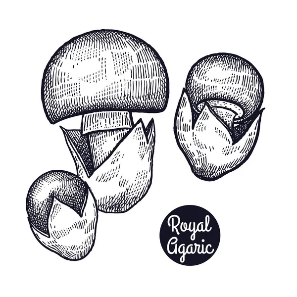 Gravures vintage champignon Royal Agaric . — Image vectorielle
