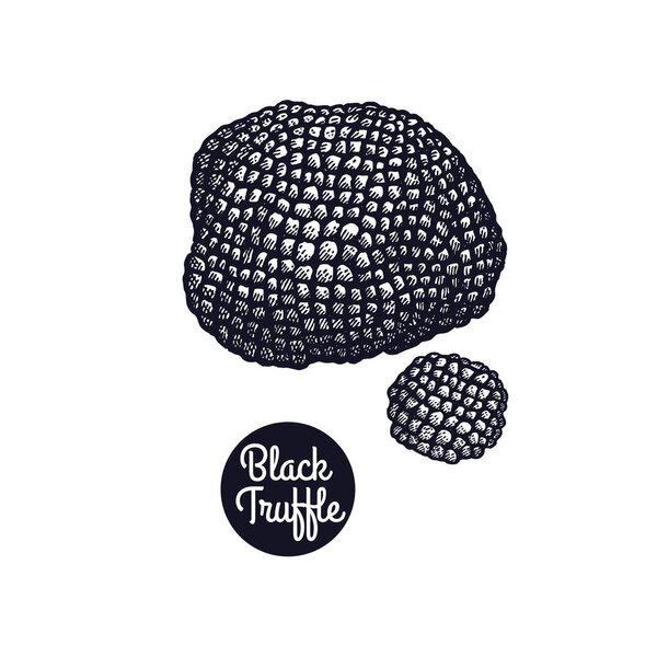 Vintage engravings mushroom Black Truffle.