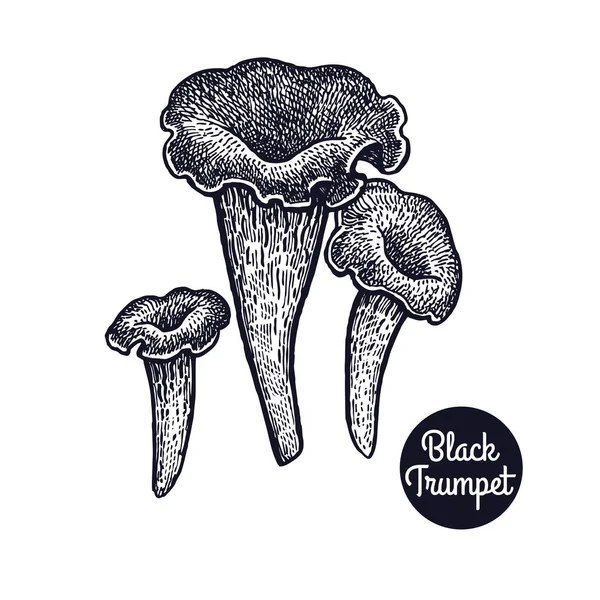 Gravures vintage champignon trompette noire . — Image vectorielle