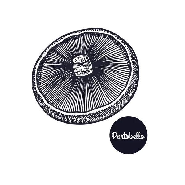 Vintage ryciny grzyby Portobello. — Wektor stockowy