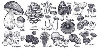 Edible mushrooms big set. clipart