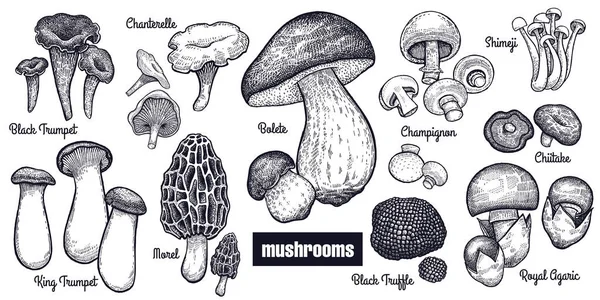 Grote reeks van vintage gravures paddestoelen. — Stockvector