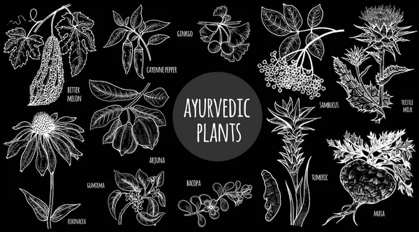 Ilustração Ervas ayurvédicas . —  Vetores de Stock