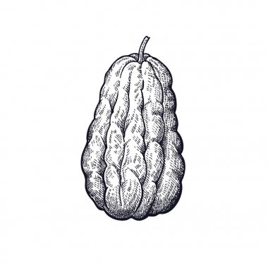 Chayote. El çizimi sebze. Vektör sanat çizim. Beyaz arka planda siyah mürekkep izole görüntüsü. Vintage oyma. Mutfak tasarım dekorasyon yemek tarifleri, menüler, tabela Mağazalar ve marketler için