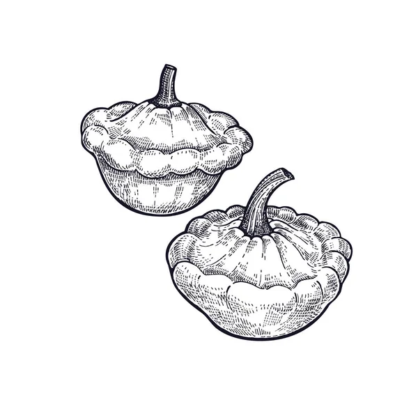 Zucca Bush Disegno Mano Vegetale Illustrazione Artistica Vettoriale Immagine Isolata — Vettoriale Stock