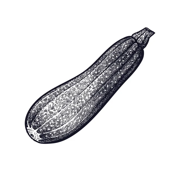 Zucchini Hand Ritning Grönsak Vektor Konst Illustration Isolerade Bild Svart — Stock vektor