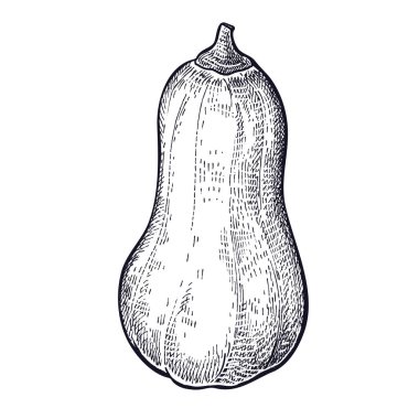Butternut. El çizimi sebze kabak. Vektör sanat çizim. Beyaz arka planda siyah mürekkep izole görüntüsü. Vintage oyma. Mutfak tasarım dekorasyon yemek tarifleri, menüler, mağazalar, marketler için.