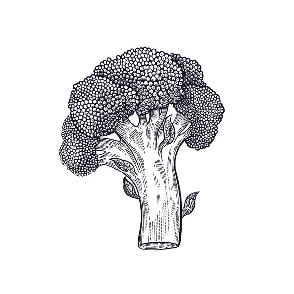 Broccoli Hand Tekening Van Groenten Vector Kunst Illustratie Geïsoleerd Beeld — Stockvector