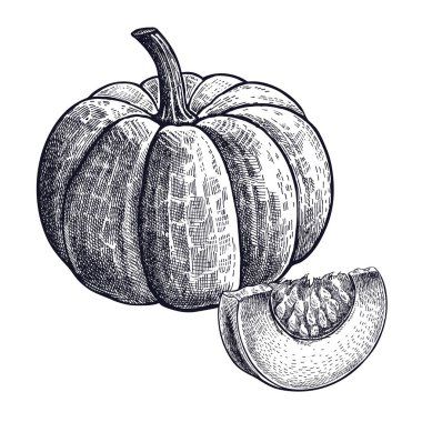 Balkabağı. El çizimi sebze. Vektör sanat çizim. Beyaz arka planda siyah mürekkep izole görüntüsü. Vintage oyma. Mutfak tasarım dekorasyon yemek tarifleri, menüler, tabela Mağazalar ve marketler için