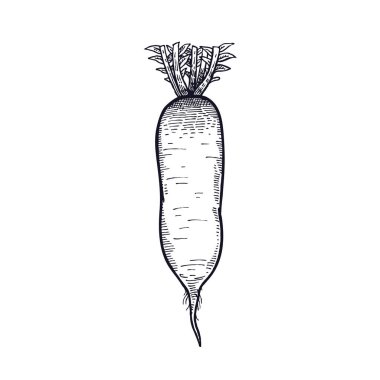 Şalgam. El çizimi sebze. Vektör sanat çizim. Beyaz arka planda siyah mürekkep izole görüntüsü. Vintage oyma. Mutfak tasarım dekorasyon yemek tarifleri, menüler, işareti Mağazalar, marketler.