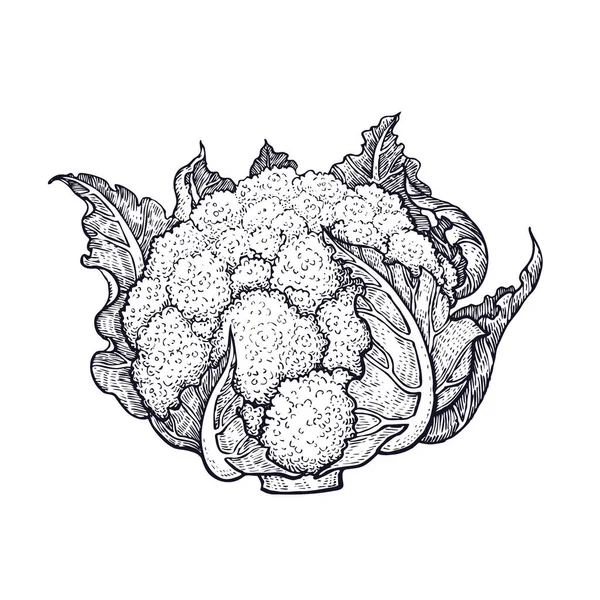 花椰菜 手工画的蔬菜 矢量艺术插图 白色背景上的黑色墨迹的孤立图像 老式雕刻 厨房设计为装饰食谱 标志商店 — 图库矢量图片