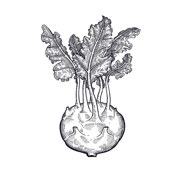 Kål Kålrabbi Hand Ritning Grönsaker Vektor Konst Illustration Isolerade Bild — Stock vektor