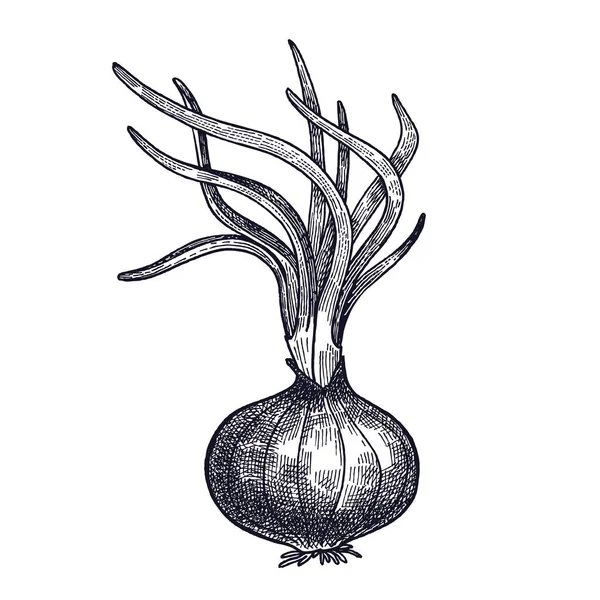 Grabado vintage germinado con cebolla . — Archivo Imágenes Vectoriales