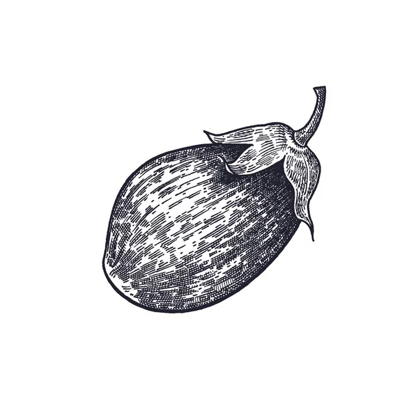 Aubergine isolée sur fond blanc . — Image vectorielle