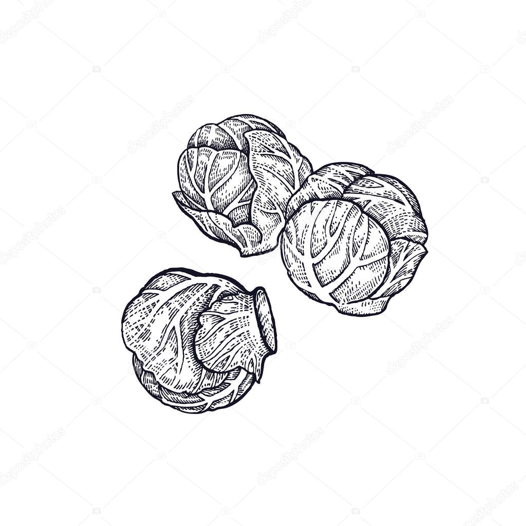 Brussels sprouts. Hand drawing of vegetables. Vector art illustration. Isolated image of black ink on white background. Vintage engraving. Kitchen design for decoration recipes, menus, shops, markets