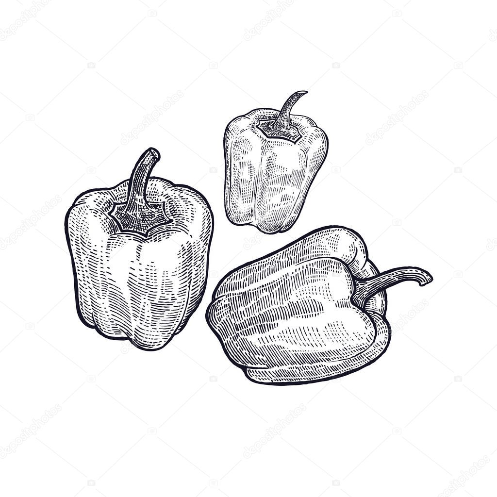 Pepper. Hand drawing of vegetable. Vector art illustration. Isolated image of black ink on white background. Vintage engraving. Kitchen design for decoration recipes, menus, sign shops, markets.