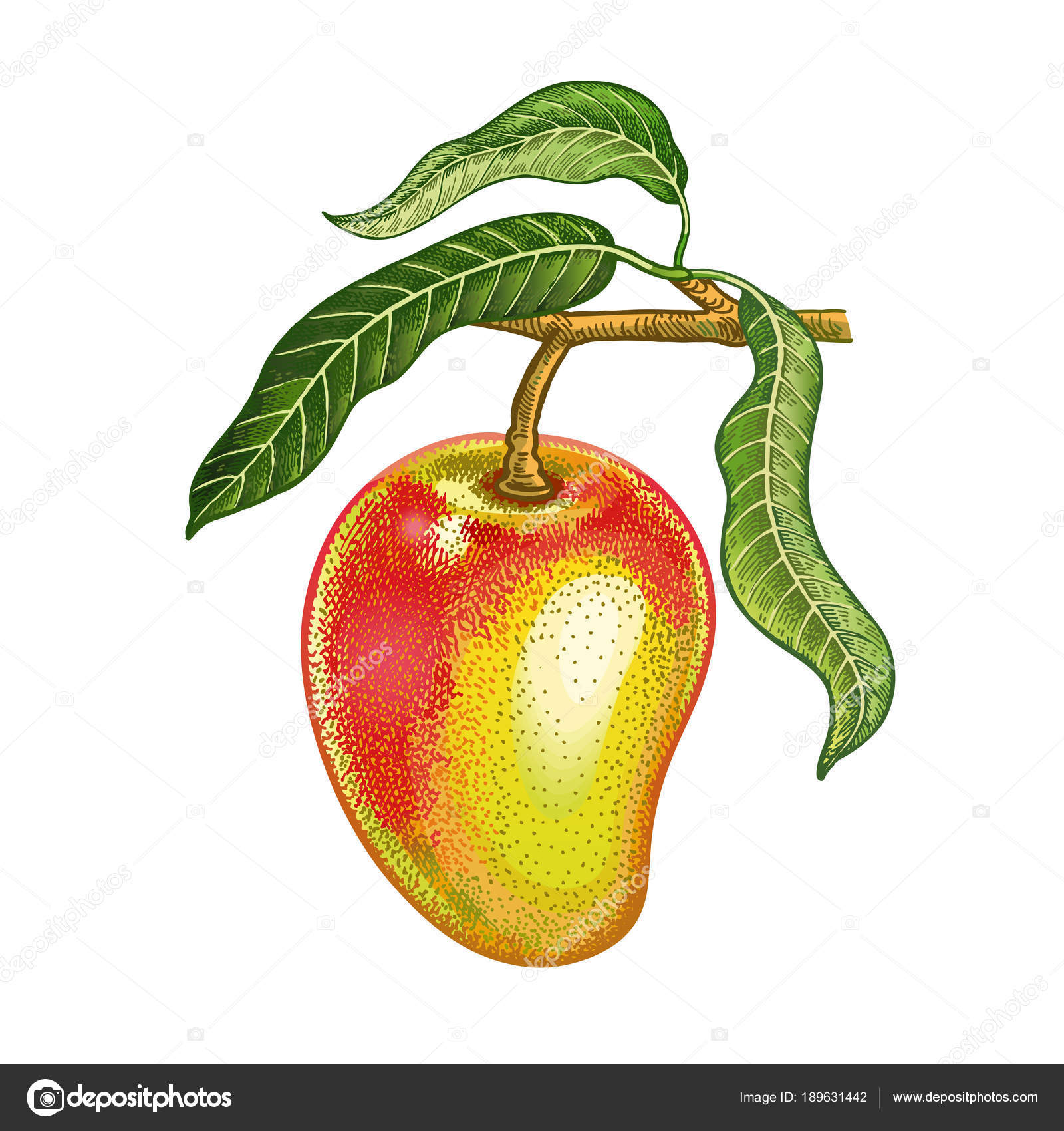 70+ Drawing Of The Mango Tree Stock Photos, Pictures & Royalty-Free Images  - iStock