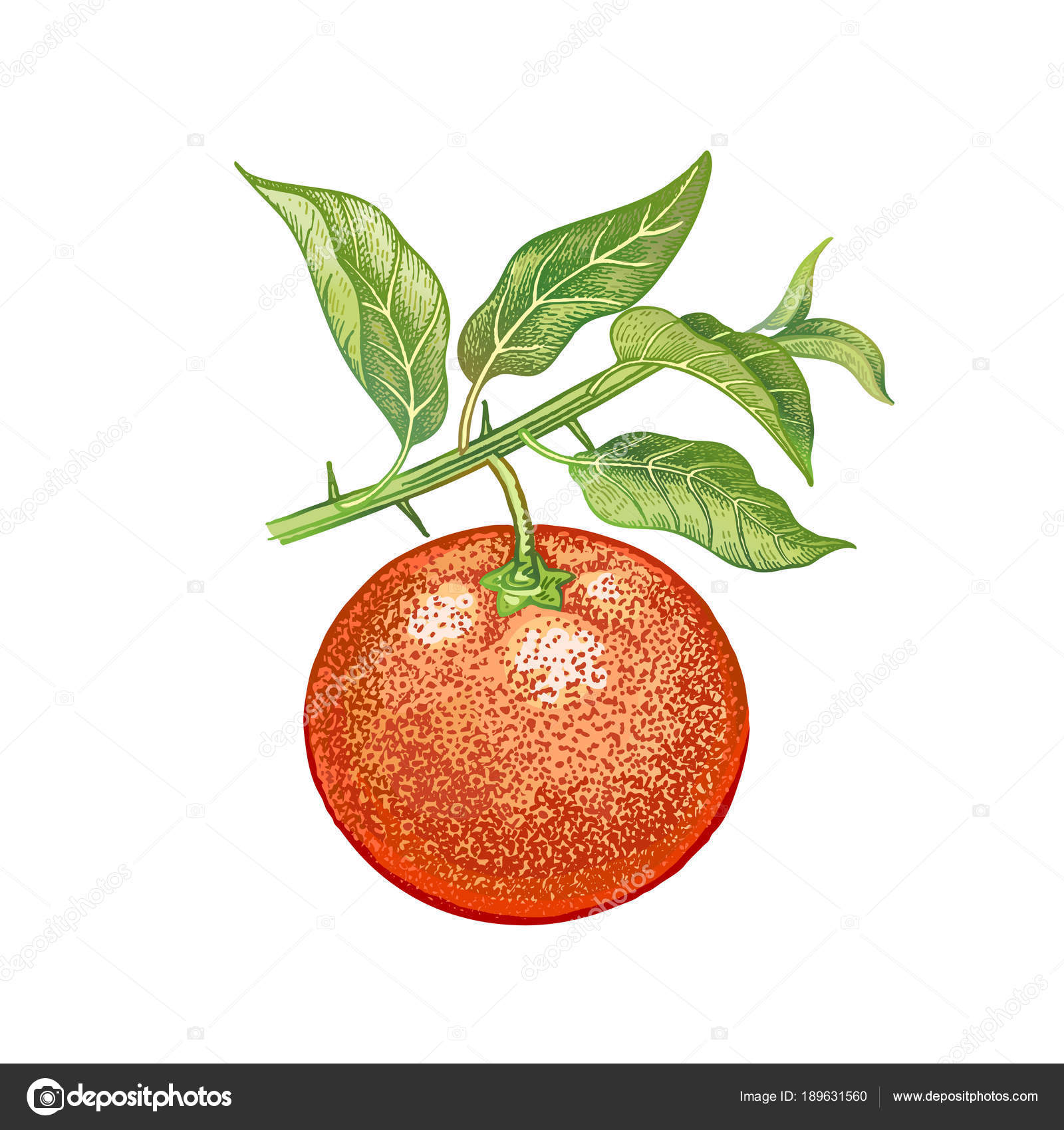 Dessin Réaliste Du Mandarin Image Vectorielle Sasha Kasha