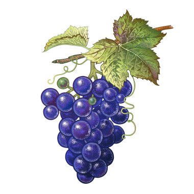 Üzüm gerçekçi çizim.