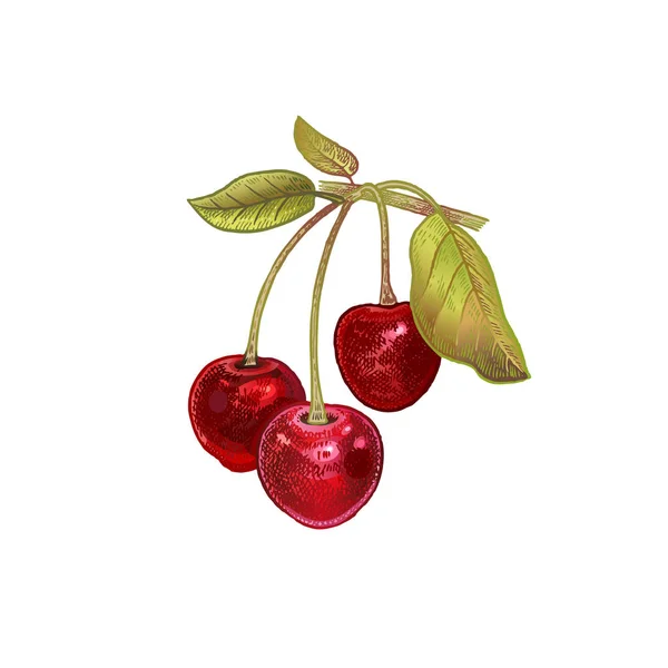 Realistisk tegning af kirsebær . – Stock-vektor