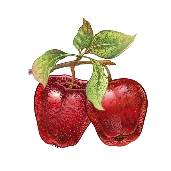 Realistische Zeichnung des Apfels. — Stockvektor