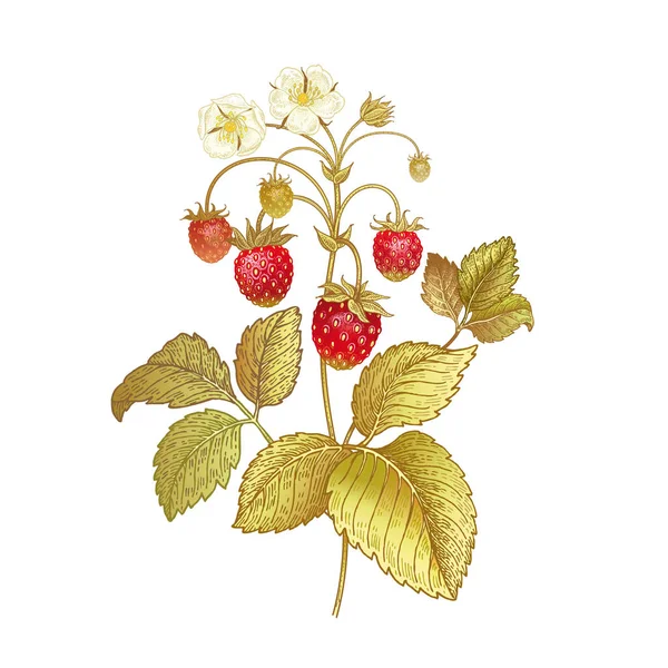 写实手绘草莓. — 图库矢量图片