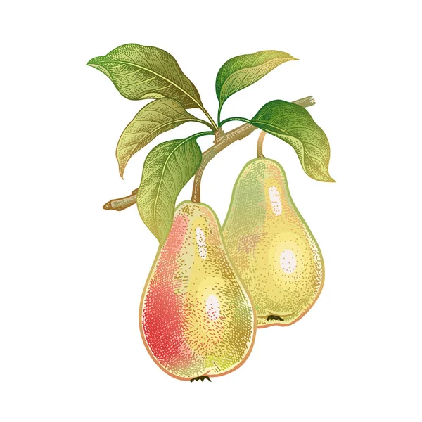 Realistische tekening van peren. — Stockvector