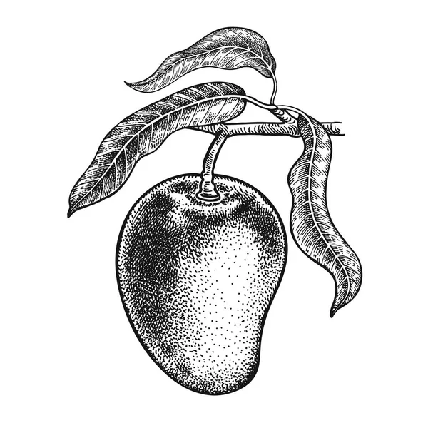 Mangue. Dessin à la main réaliste . — Image vectorielle