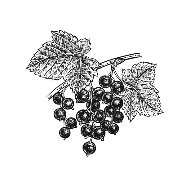 Ribes nero. Disegno realistico a mano . — Vettoriale Stock