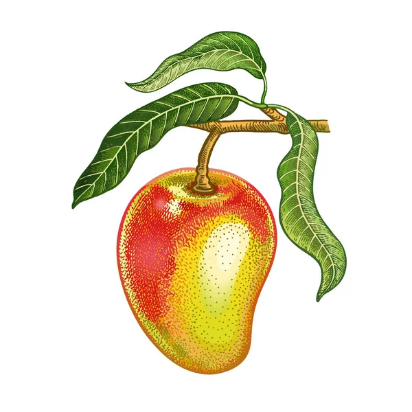 Realistic drawing of mango. Stock Illustration