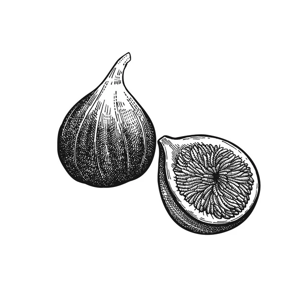 Vintage engraving figs. — Stock Illustration Vintage engraving figs. Royalty Free Stock Illustrations