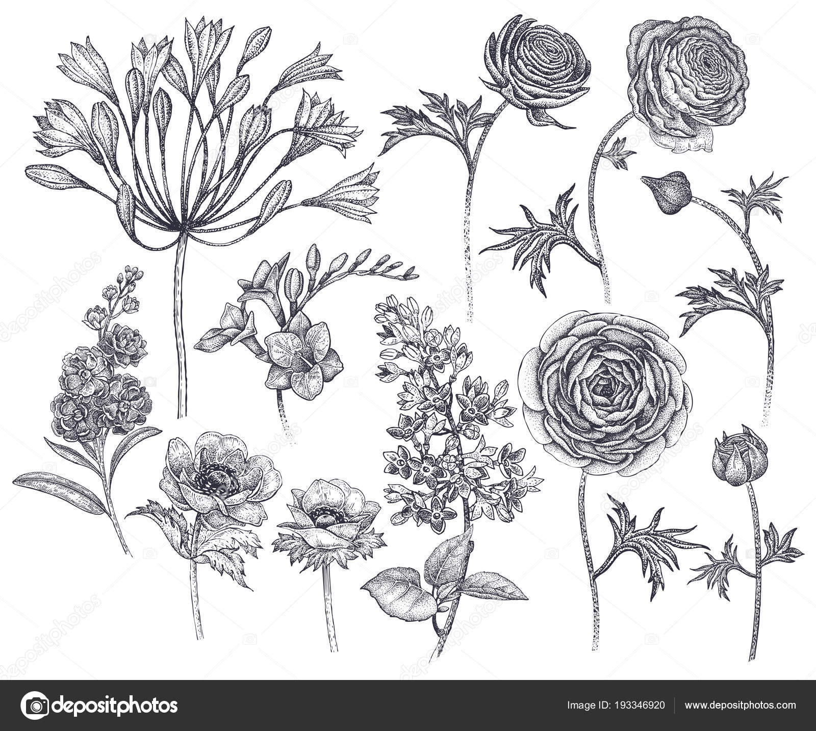 Rysunek Portret Grafika Fantasy Kwiatyjabloniolowek