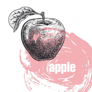 Elma meyve üzerinde beyaz backgrou izole gerçekçi çizimi