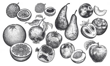 Meyveler ve meyve ayarlayın. Gerçekçi greyfurt, şeftali, nar, elma, armut, Trabzon hurması, nektarin, tutku meyve, beyaz arka plan üzerinde izole lychee. El çizimi. Vintage. Siyah ve beyaz. Vektör.