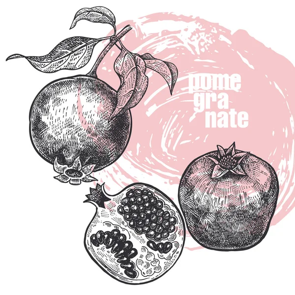 Realistic illustration of pomegranate fruit isolated on white ba — Stock Vector