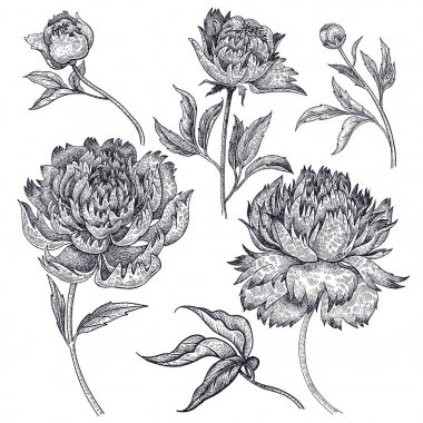 Şakayık çiçekleri, yaprakları, tomurcukları beyaz arka plan üzerinde izole.