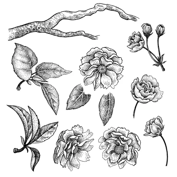 Λουλούδια δέντρο κινεζικό δαμάσκηνο, φύλλα, κλαδιά που απομονώνονται σε λευκό backg — Διανυσματικό Αρχείο