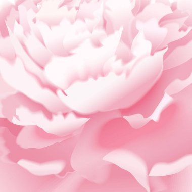 Şakayık. Makro etkisi. Vektör kartı. Bahçe çiçek el pastel çizimi. Gerçekçi çiçek illüstrasyon - ambalaj, kağıt ambalaj tasarım şablonu lüks. Pembe çiçek beyaz arka plan üzerinde. Bulanık resim.