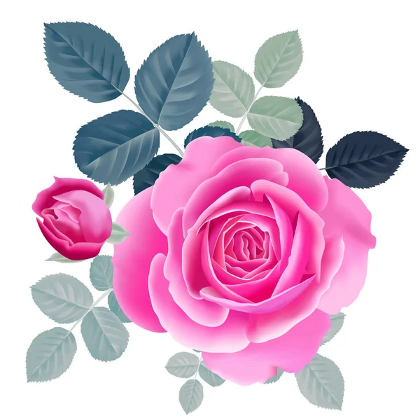 Bouquet di rosa rosa . — Vettoriale Stock