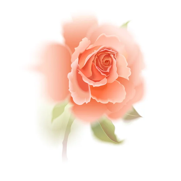 Rosa Stieg Isolierte Gartenblume Auf Weißem Hintergrund Realistische Vektorillustration Dekoration — Stockvektor