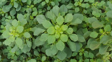 Bahçedeki yaprakların yakın görüntüsü. arkaplan