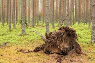 Ormanda kökünden sökülmüş bir çam ağacı.