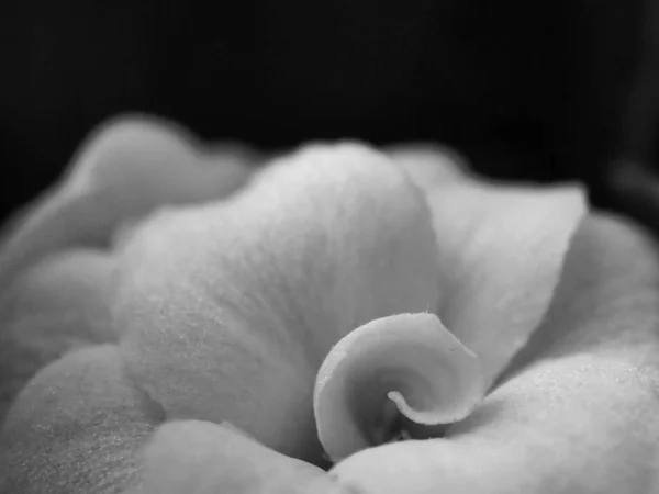 Foto Preto Branco Flor Fechar Imagem De Stock