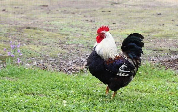 Beau Coq Coloré Marchant Dans Herbe — Photo