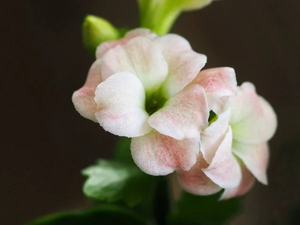 Pastel Roze Witte Bloemen Zwarte Achtergrond — Stockfoto