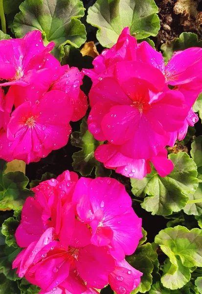 Heldere Roze Geranium Bloemen Close — Stockfoto